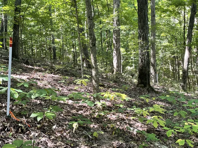 a green field with lots of bushes
