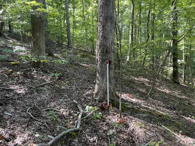 a flag is sitting in the middle of forest