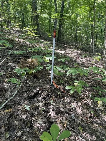 a view of a tree with a tree