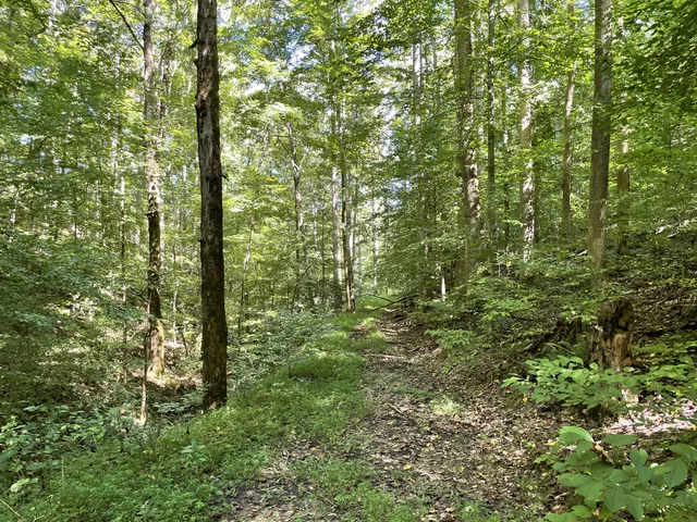 a view of a lush green forest