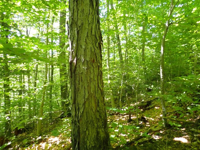 0 Green Mountain Road Waterbury, VT 05676 - Photo 12 of 16 Gallery Image 12