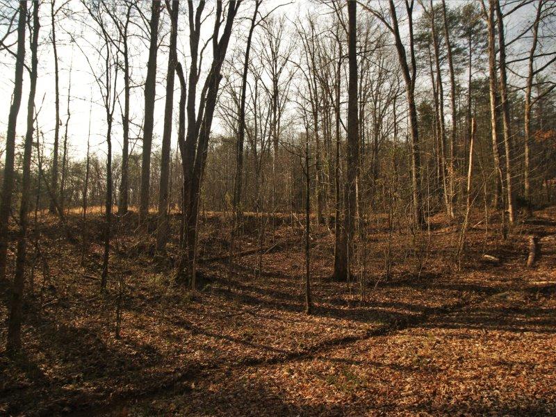 1444 Reagan Valley Road Tellico Plains, TN 37385 - Photo 20 of 40 IMG_3636