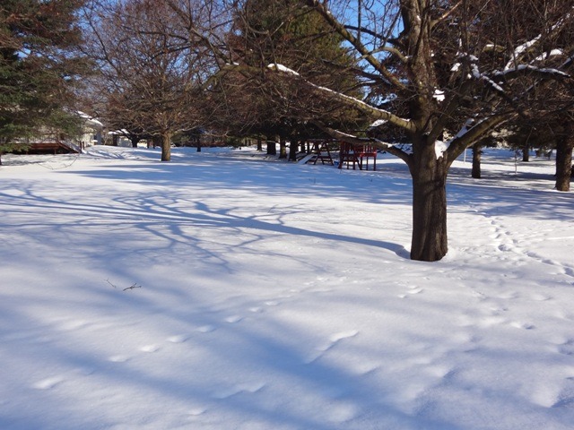 12920 Base Line Road Kingston, IL 60145 - Photo 22 of 25 a view of a trees with a tree