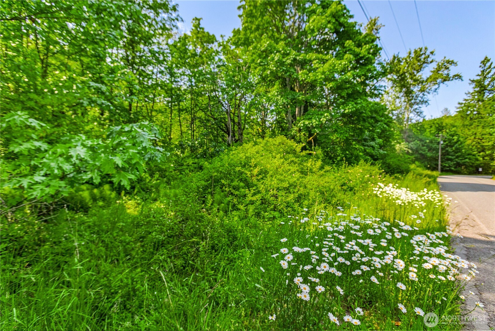 153 Strait View Drive Port Angeles, WA 98362 - Photo 14 of 16 a view of a yard with plants