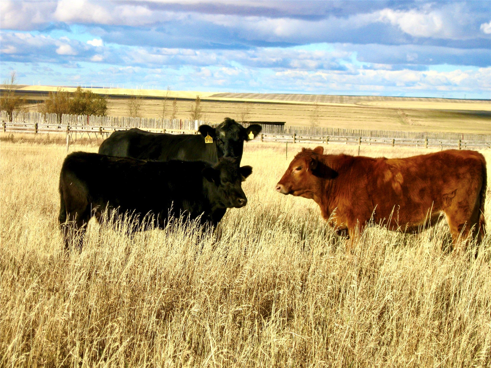 0 Buena Vista Road Valier, MT 59486 - Photo 43 of 76 Gallery Image 43
