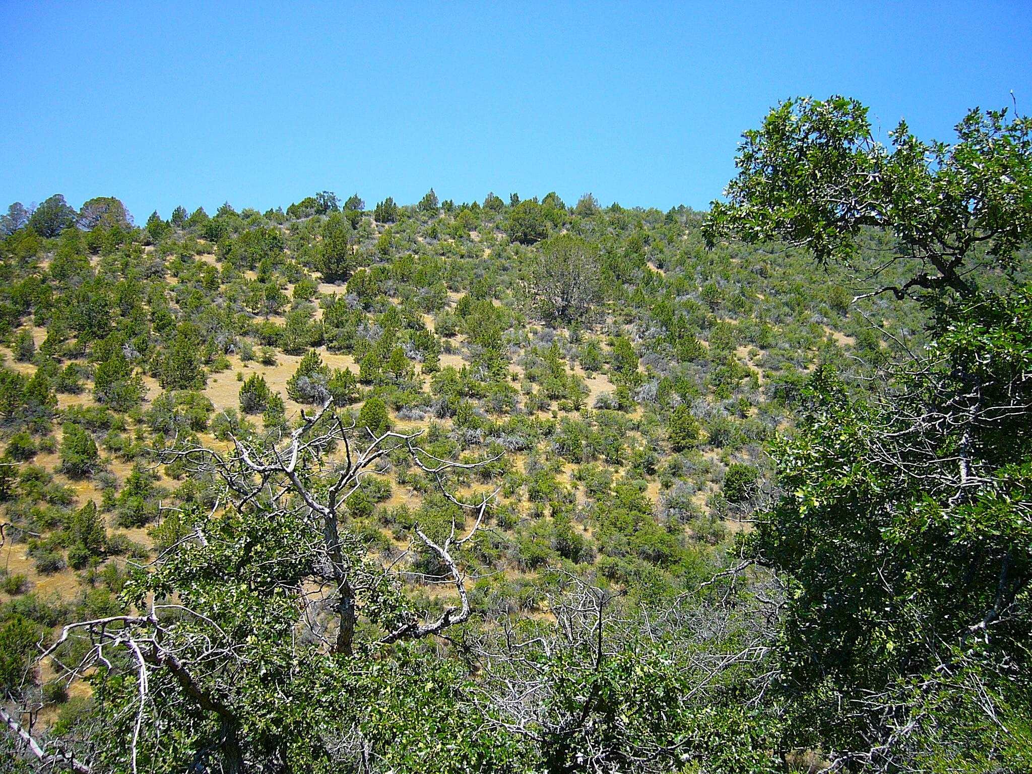 40 Acres Off Scarface Road Gazelle, CA 96034 - Photo 12 of 27 Gallery Image 12