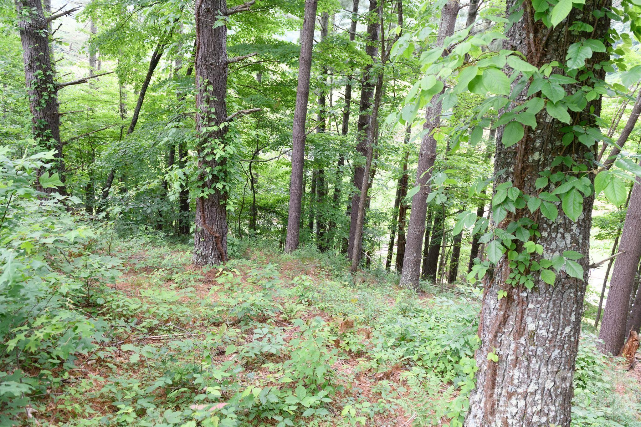Tbd Tbd Sycamore Road Vilas, NC 28692 - Photo 20 of 38