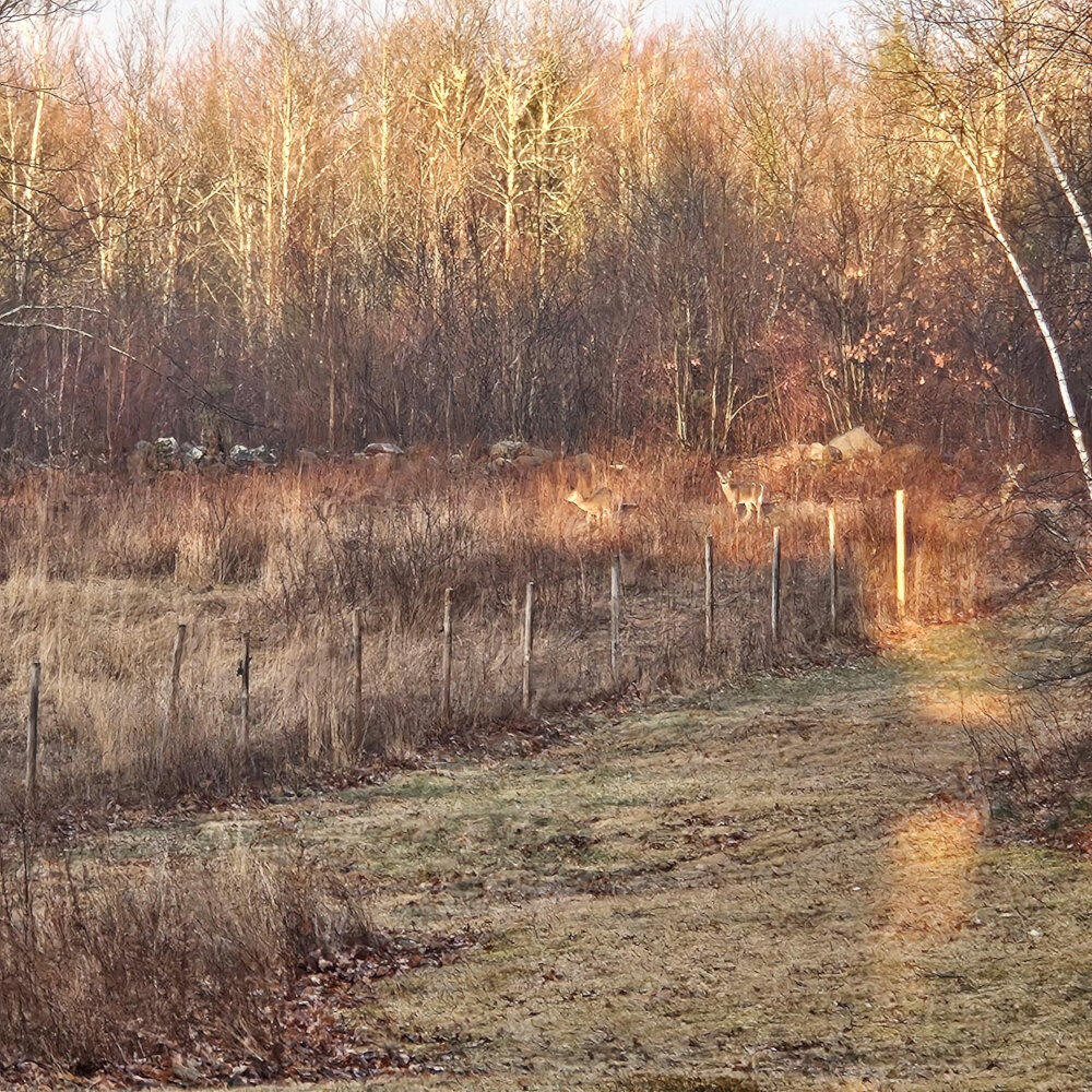 373 Mt Road Burnham, ME 04922 - Photo 35 of 36 IMG_20260413_185436_result