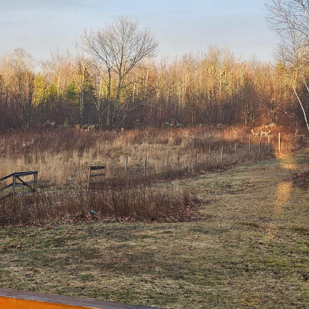 373 Mt Road Burnham, ME 04922 - Photo 36 of 36 IMG_20260413_185456_result