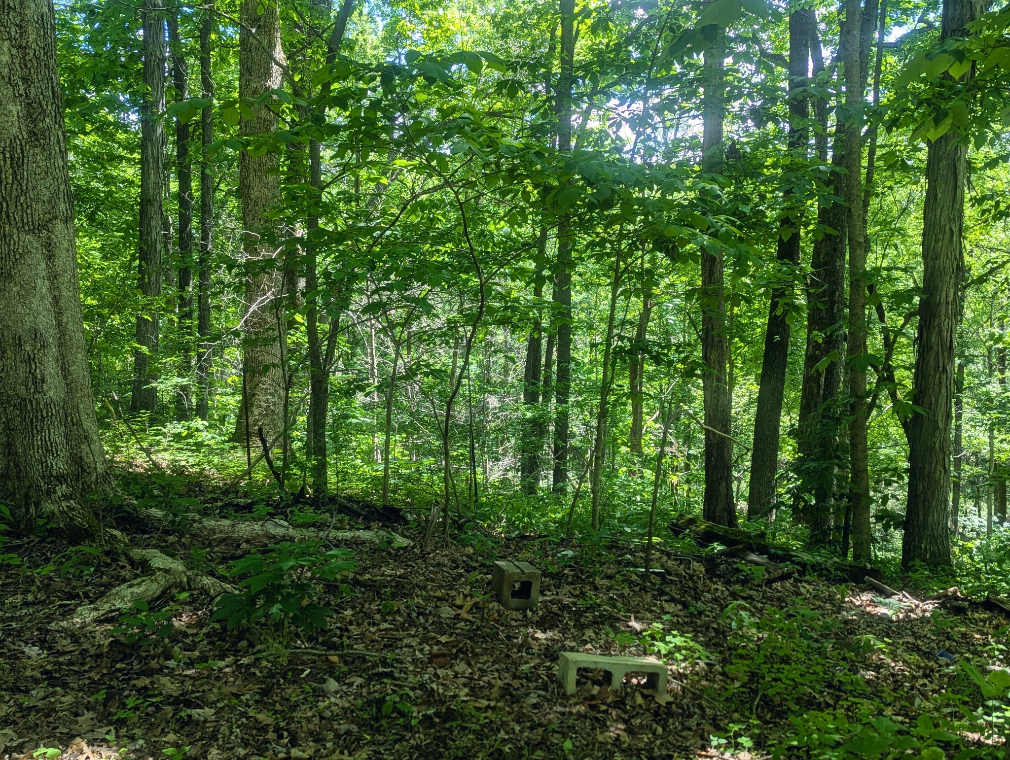 331 Campbell Hollow Road Bethpage, TN 37022 - Photo 16 of 22 Gallery Image 16