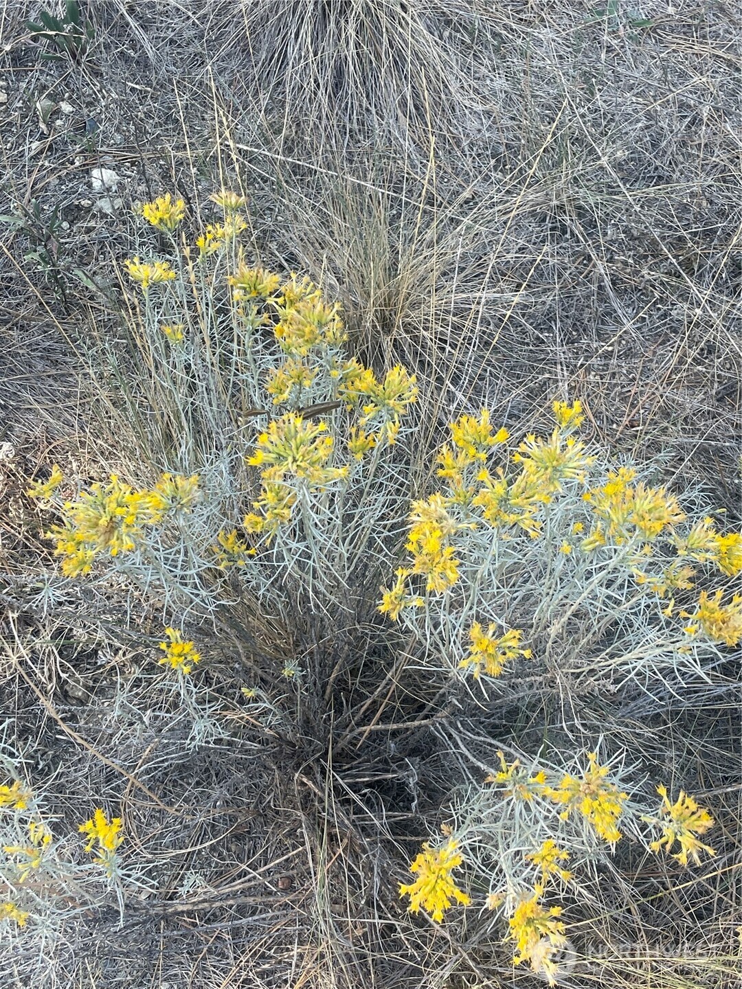 -tbd Reevas Basin Road Tonasket, WA 98855 - Photo 18 of 38