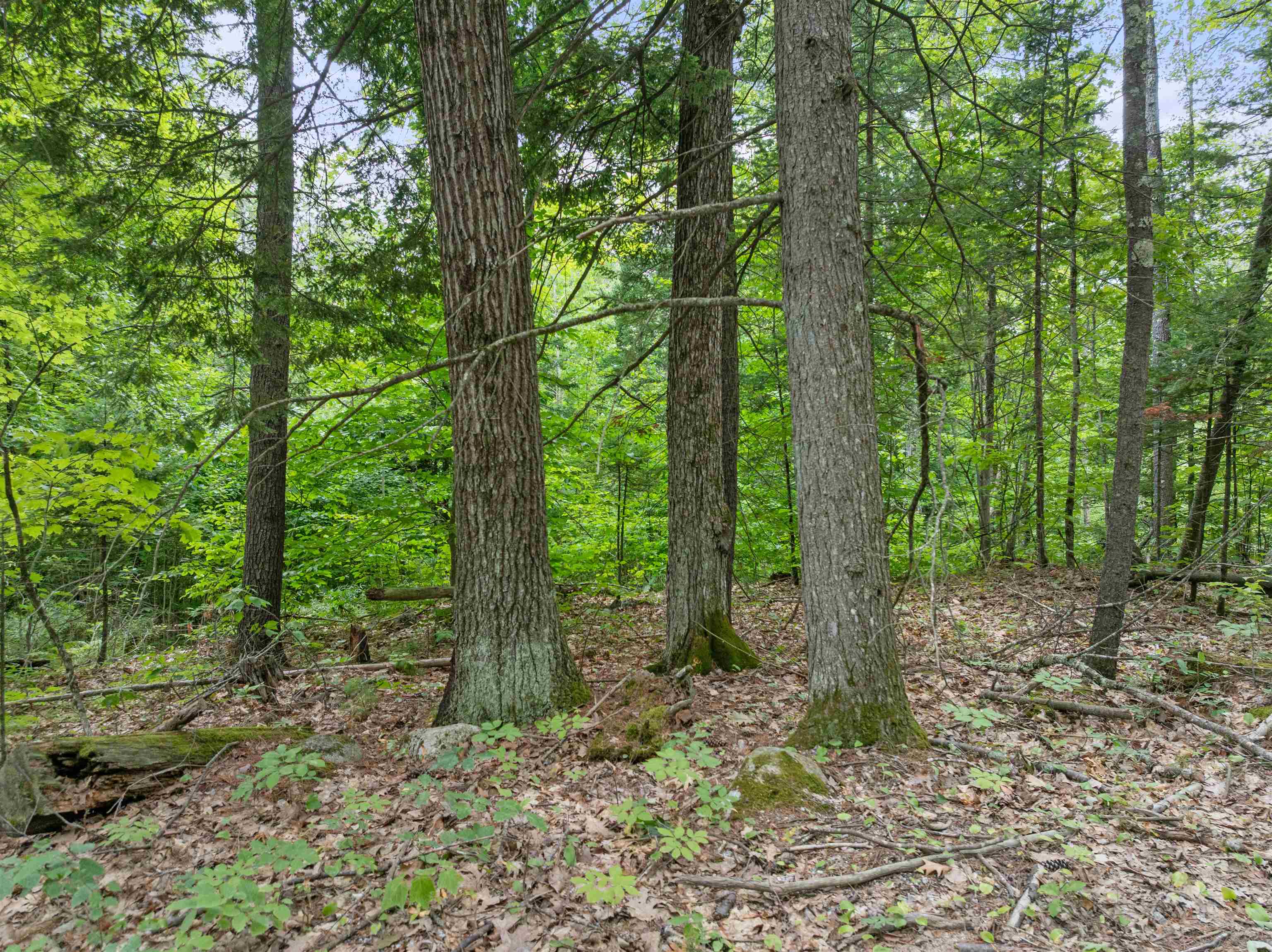 0 Gilman Point Road Moultonborough, NH 03254 - Photo 23 of 25 Gallery Image 23