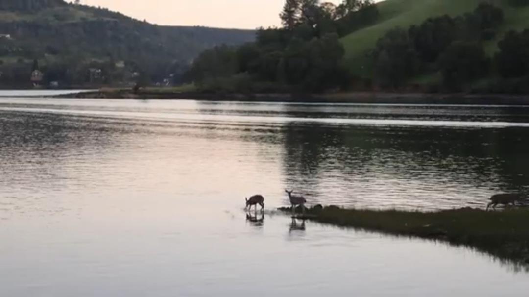 411 Sunrise Road Copperopolis, CA 95228 - Photo 72 of 76 Evening nature views in Lake Tulloch Shores!