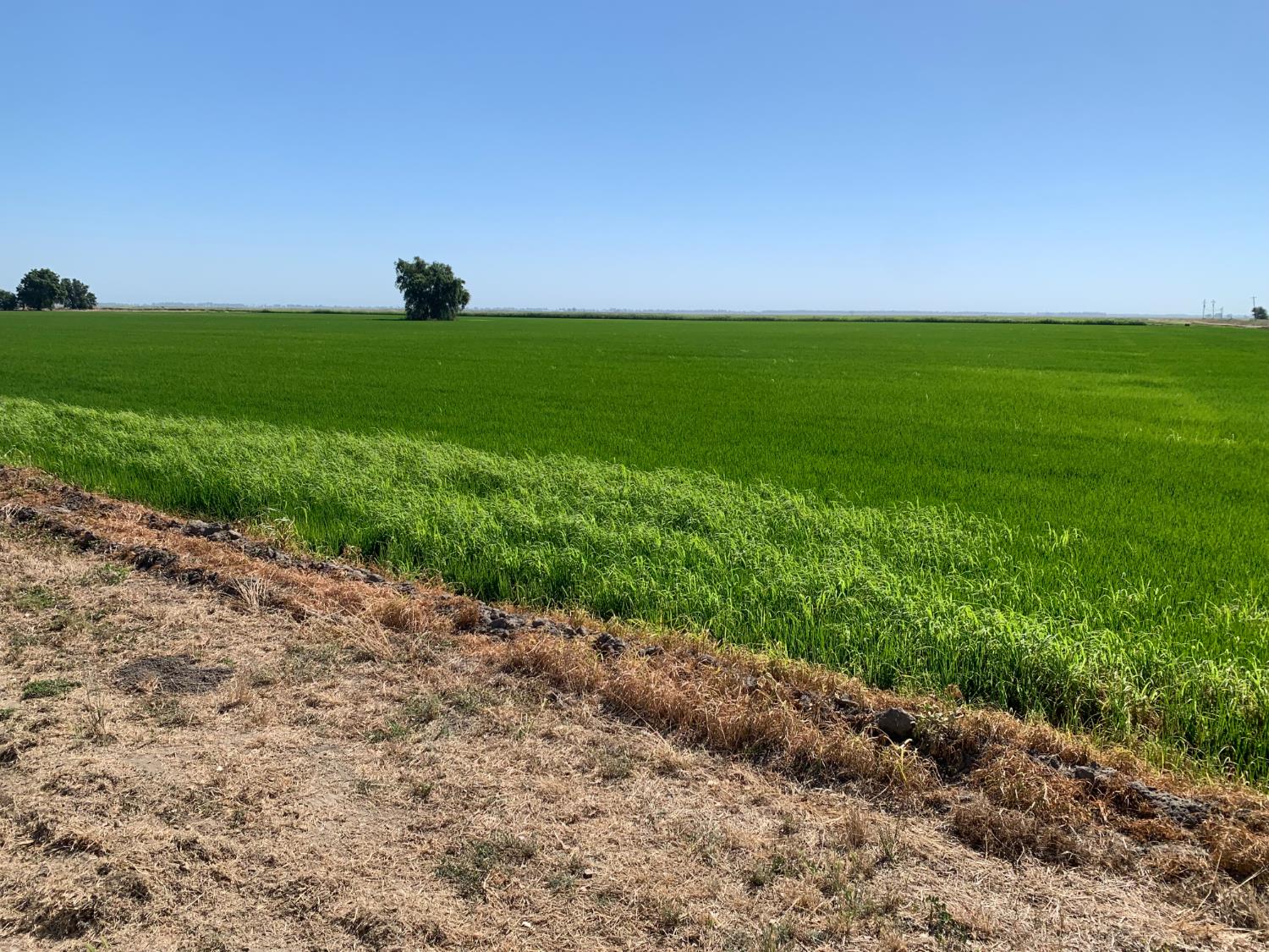 0 10658 Fasig Road Meridian, CA 95957 - Photo 6 of 11