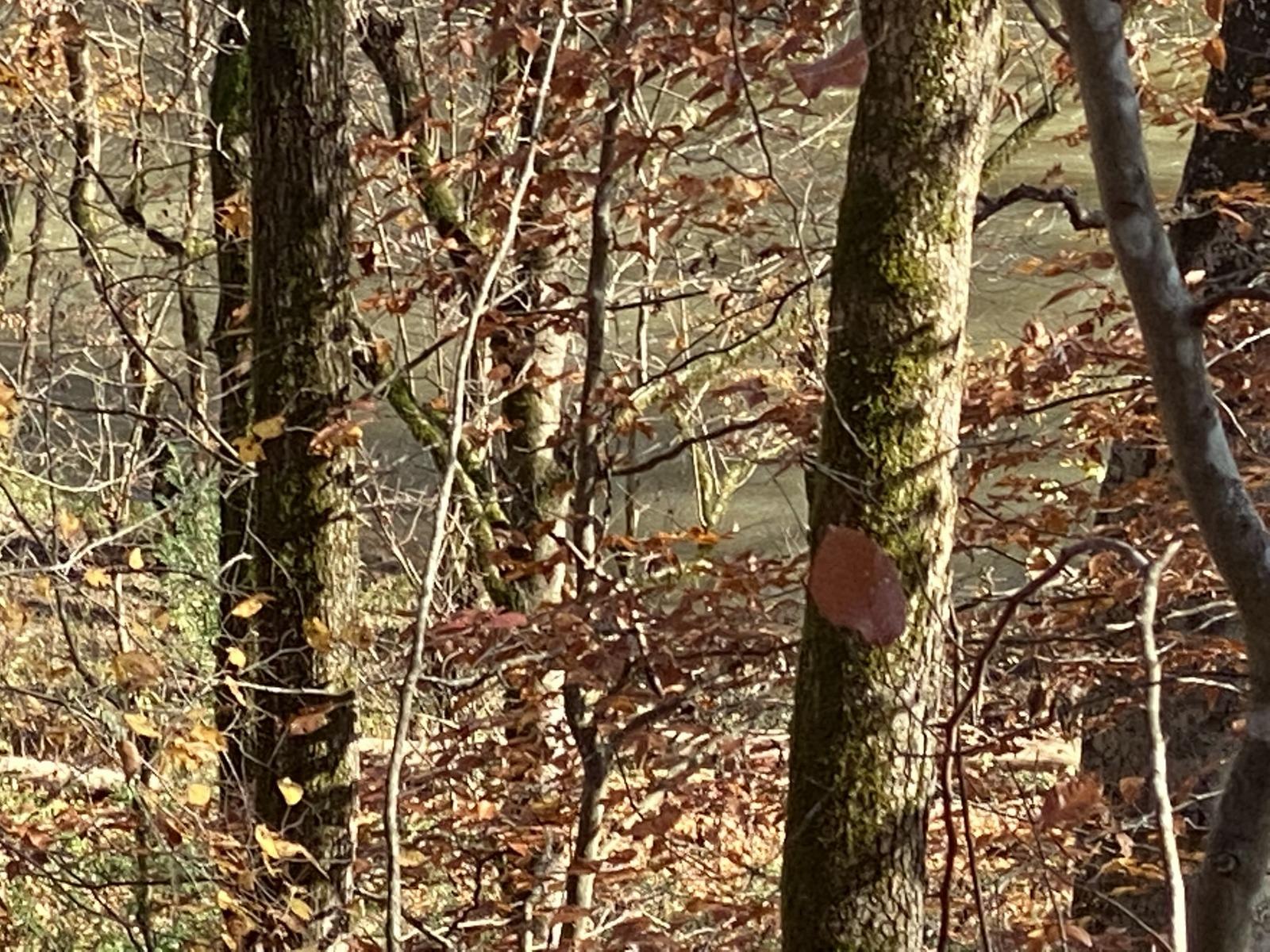 Big Sewee Road Decatur, TN 37322 - Photo 4 of 14 Creek