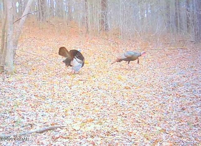 0 Guthrie Road Paris, TN 38242 - Photo 17 of 26 a bathroom with a shower