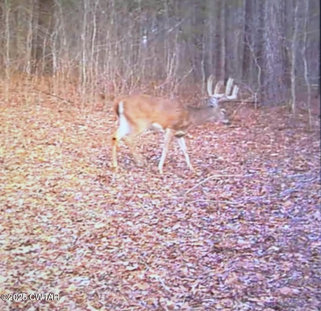 0 Guthrie Road Paris, TN 38242 - Photo 19 of 26 a view of empty room with wooden floor
