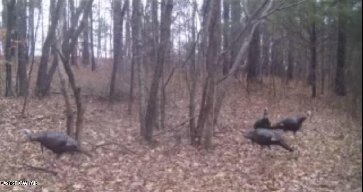 0 Guthrie Road Paris, TN 38242 - Photo 20 of 26 a room with a dry plant