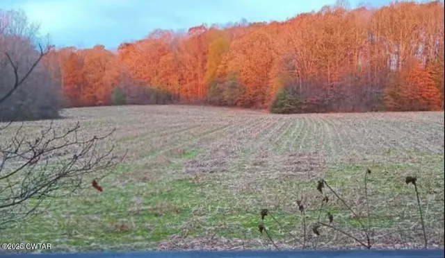 a view of backyard and trees