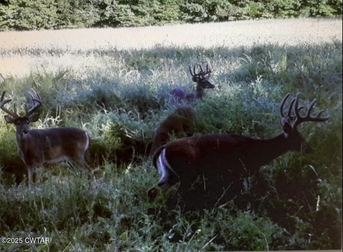 0 Guthrie Road Paris, TN 38242 - Photo 24 of 26 a view of a lake in middle of forest