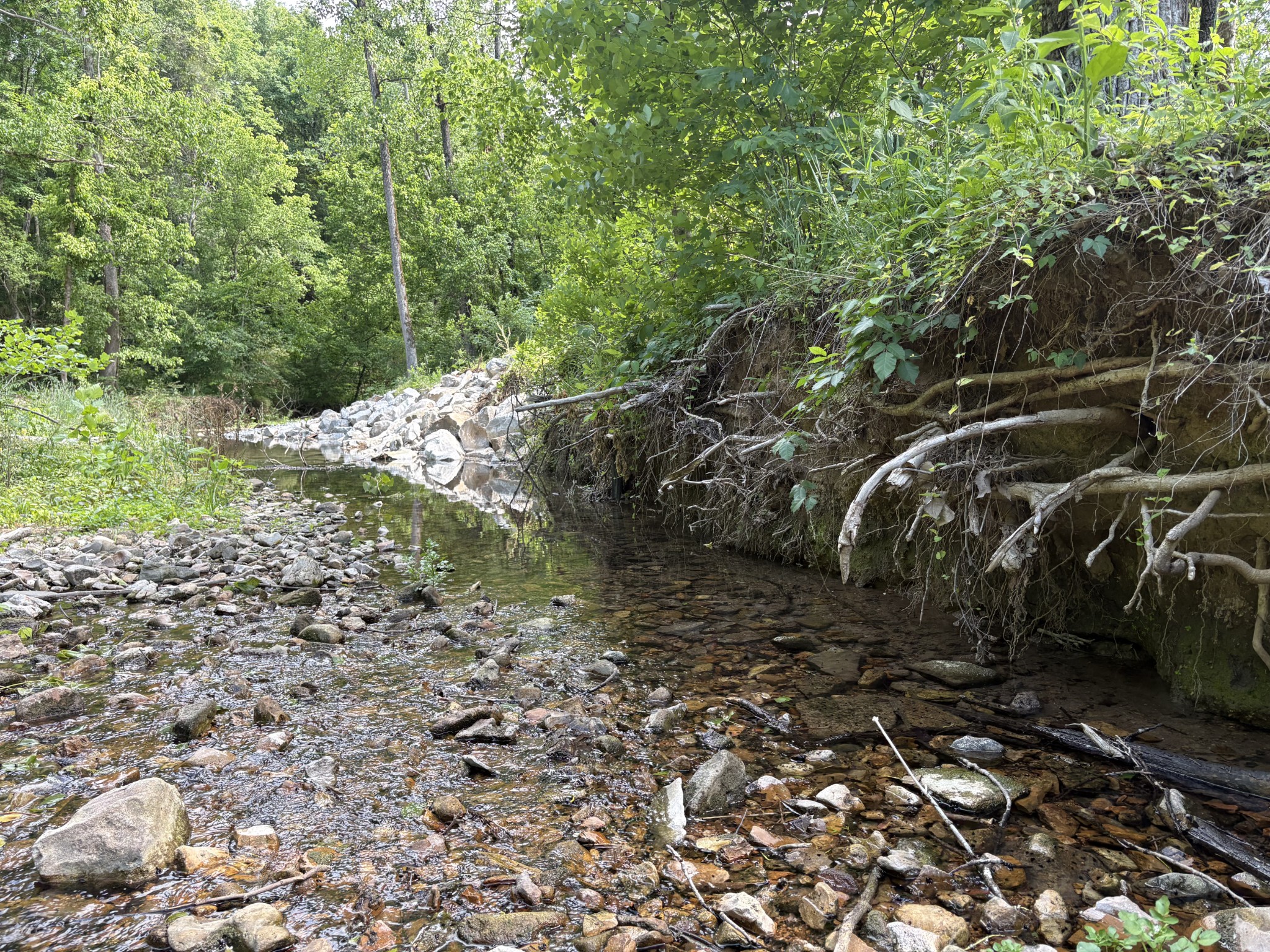 1 Budds Creek Road Palmyra, TN 37142 - Photo 12 of 76 a view of a yard with plants and large trees