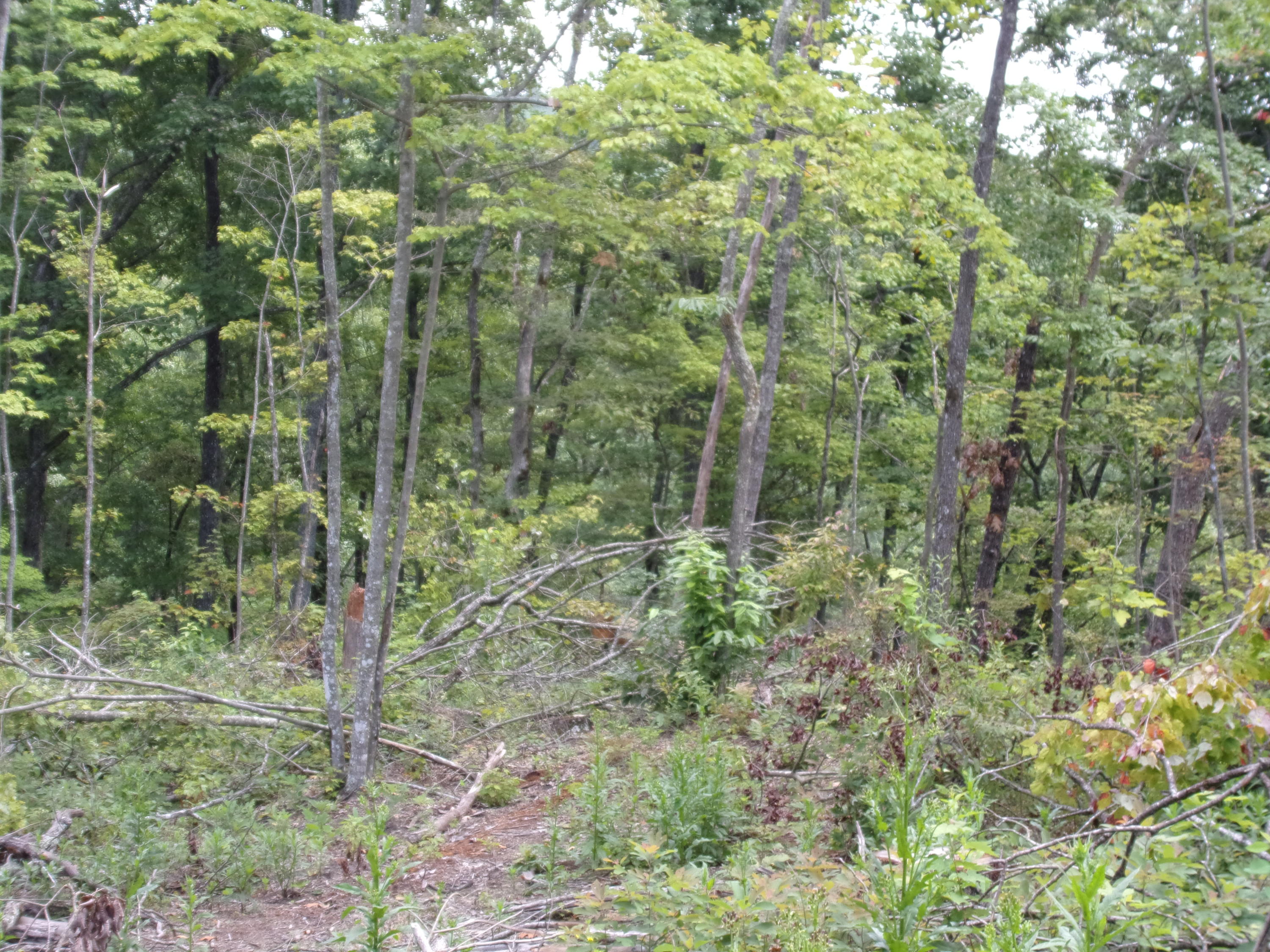 15 Overview Road Crossville, TN 38572 - Photo 14 of 44 101_1492