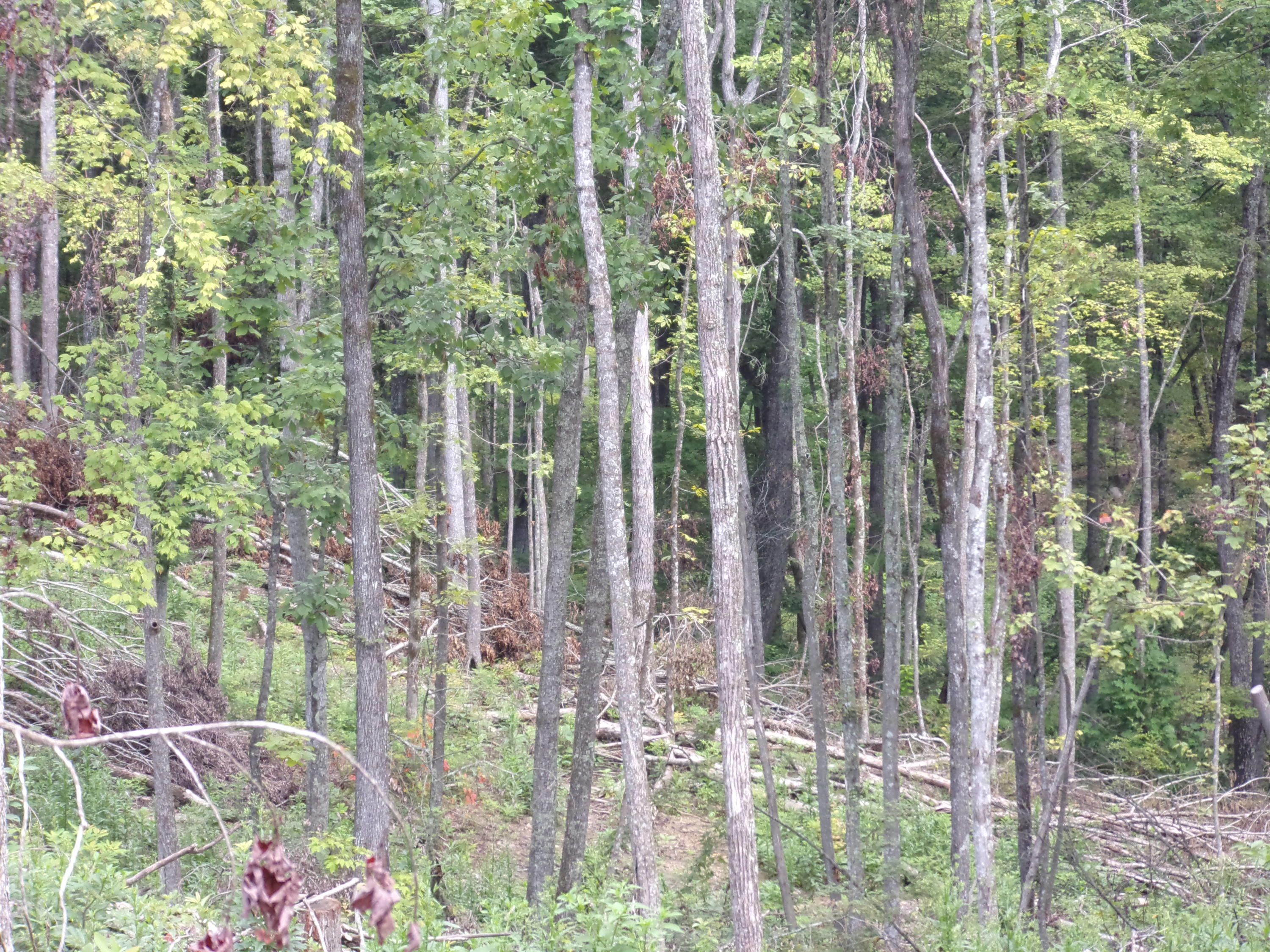15 Overview Road Crossville, TN 38572 - Photo 15 of 44 101_1493