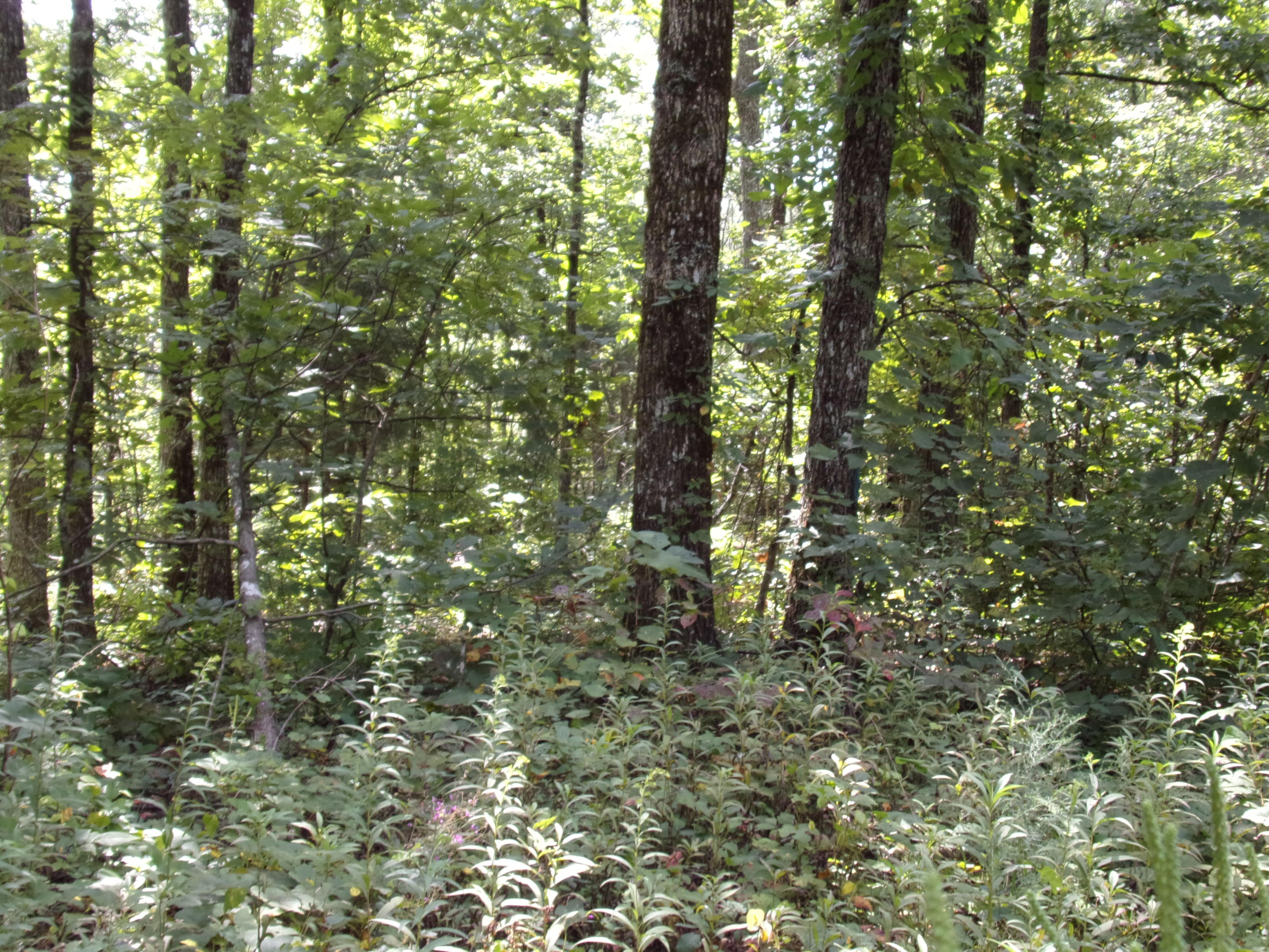 15 Overview Road Crossville, TN 38572 - Photo 29 of 44 101_1510