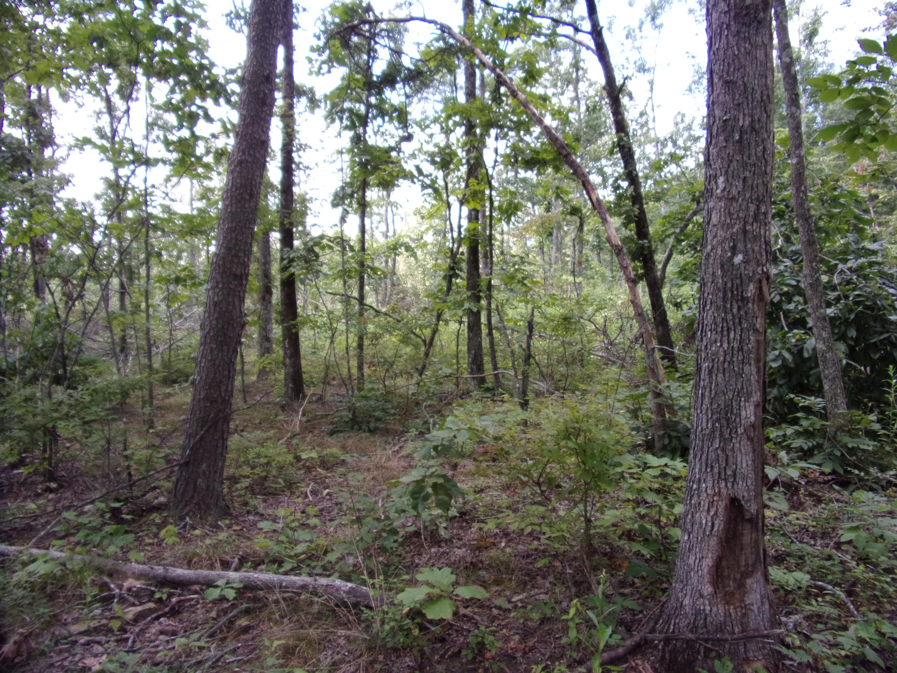 15 Overview Road Crossville, TN 38572 - Photo 34 of 44 101_1517