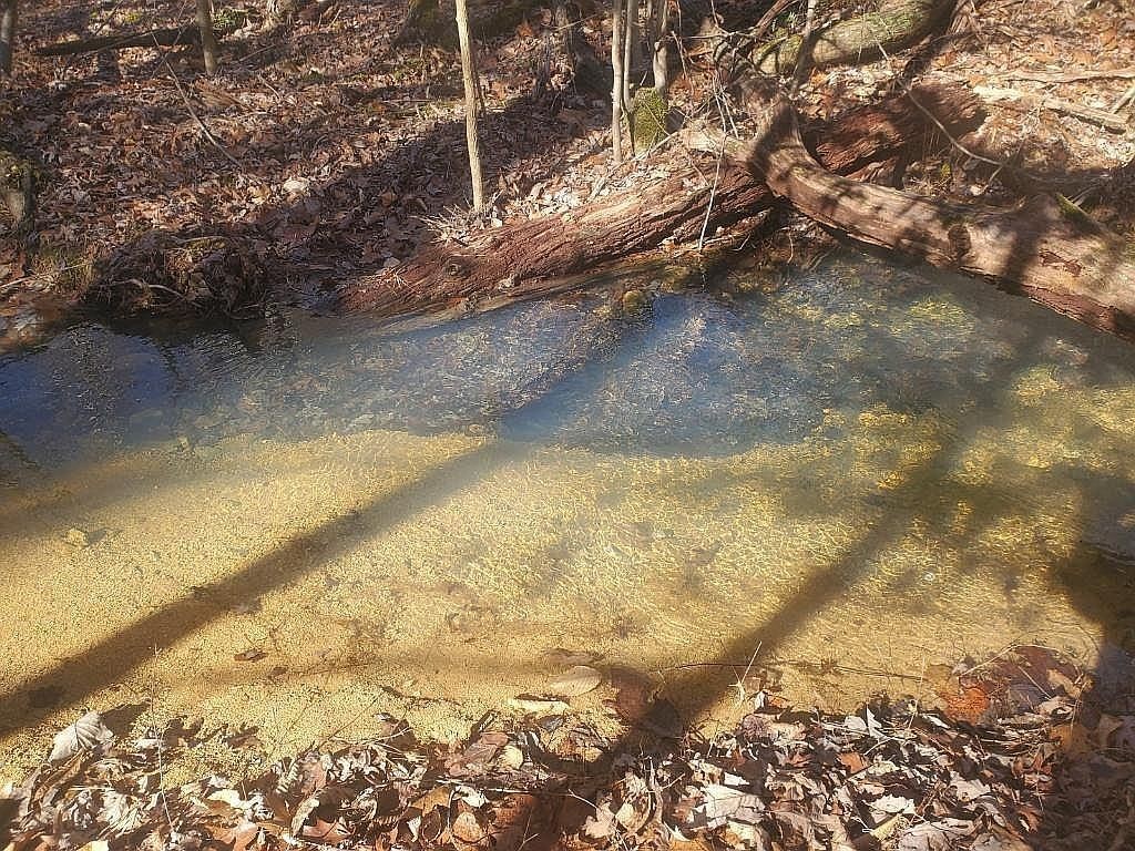 1661 Sassafras Stand Ridge Road Linden, TN 37096 - Photo 18 of 30 a view of a yard with a tree
