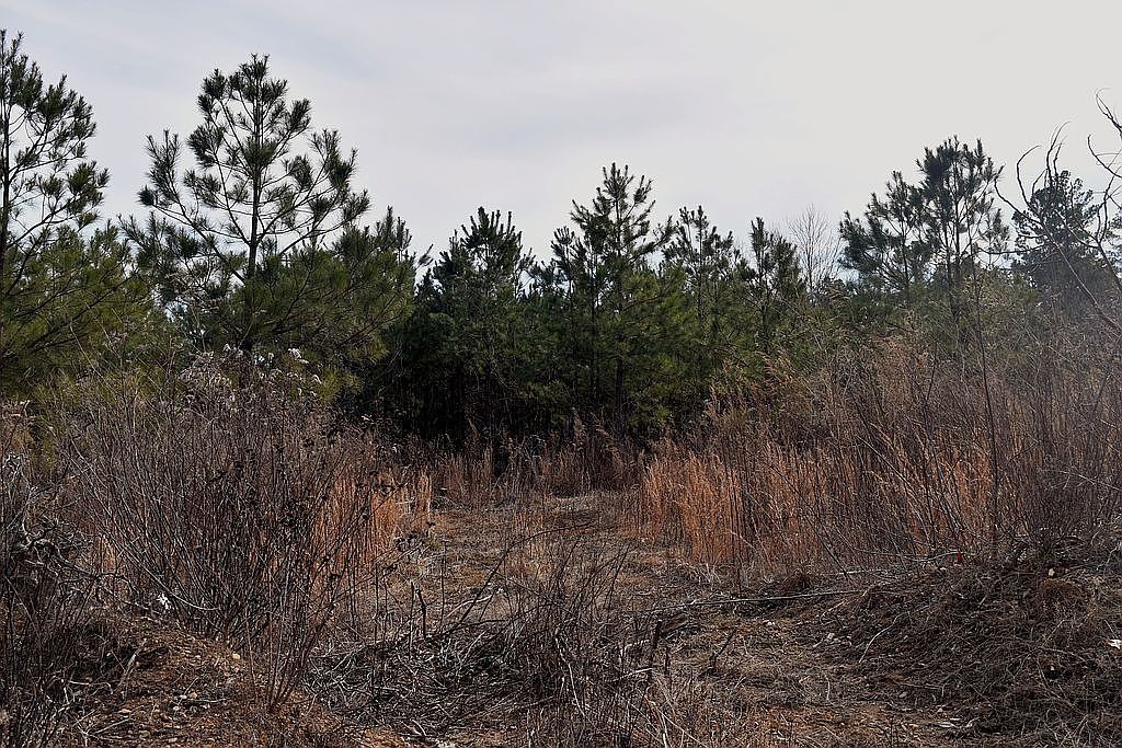 1661 Sassafras Stand Ridge Road Linden, TN 37096 - Photo 23 of 30 a view of a yard with a tree