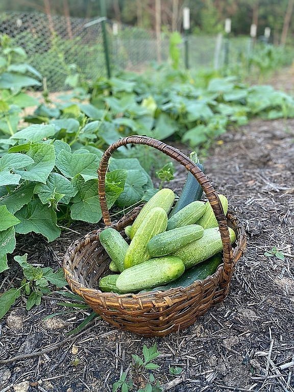 1661 Sassafras Stand Ridge Road Linden, TN 37096 - Photo 28 of 30 a view of a wooden fence in a backyard