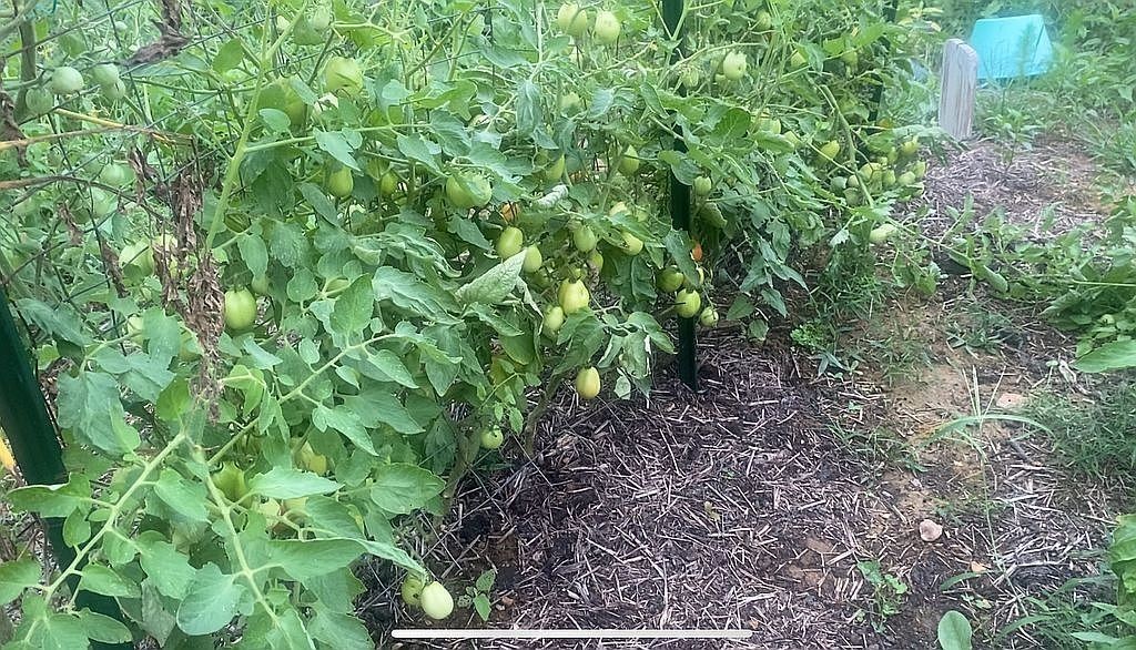 1661 Sassafras Stand Ridge Road Linden, TN 37096 - Photo 29 of 30 a view of a yard