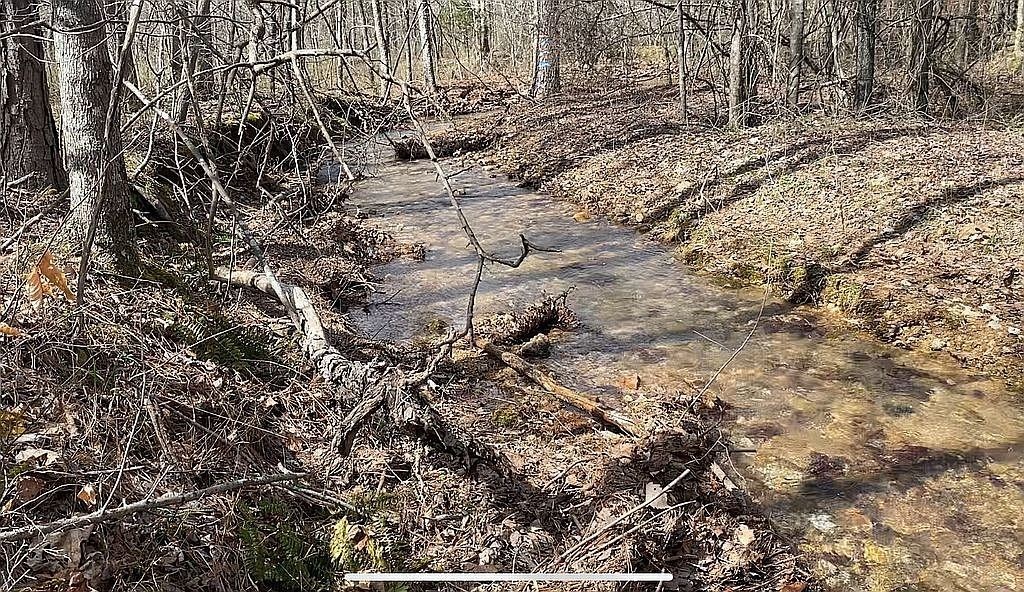 1661 Sassafras Stand Ridge Road Linden, TN 37096 - Photo 3 of 30 a view of a yard with a tree