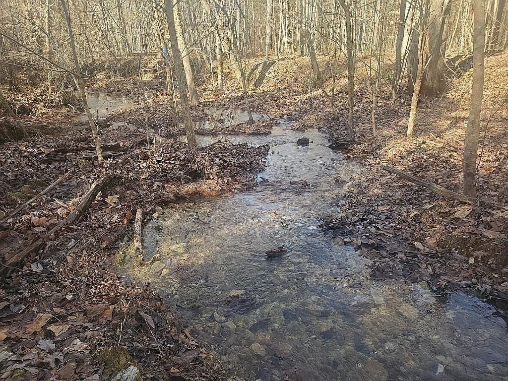 1661 Sassafras Stand Ridge Road Linden, TN 37096 - Photo 4 of 30 a view of a yard with lots of bushes
