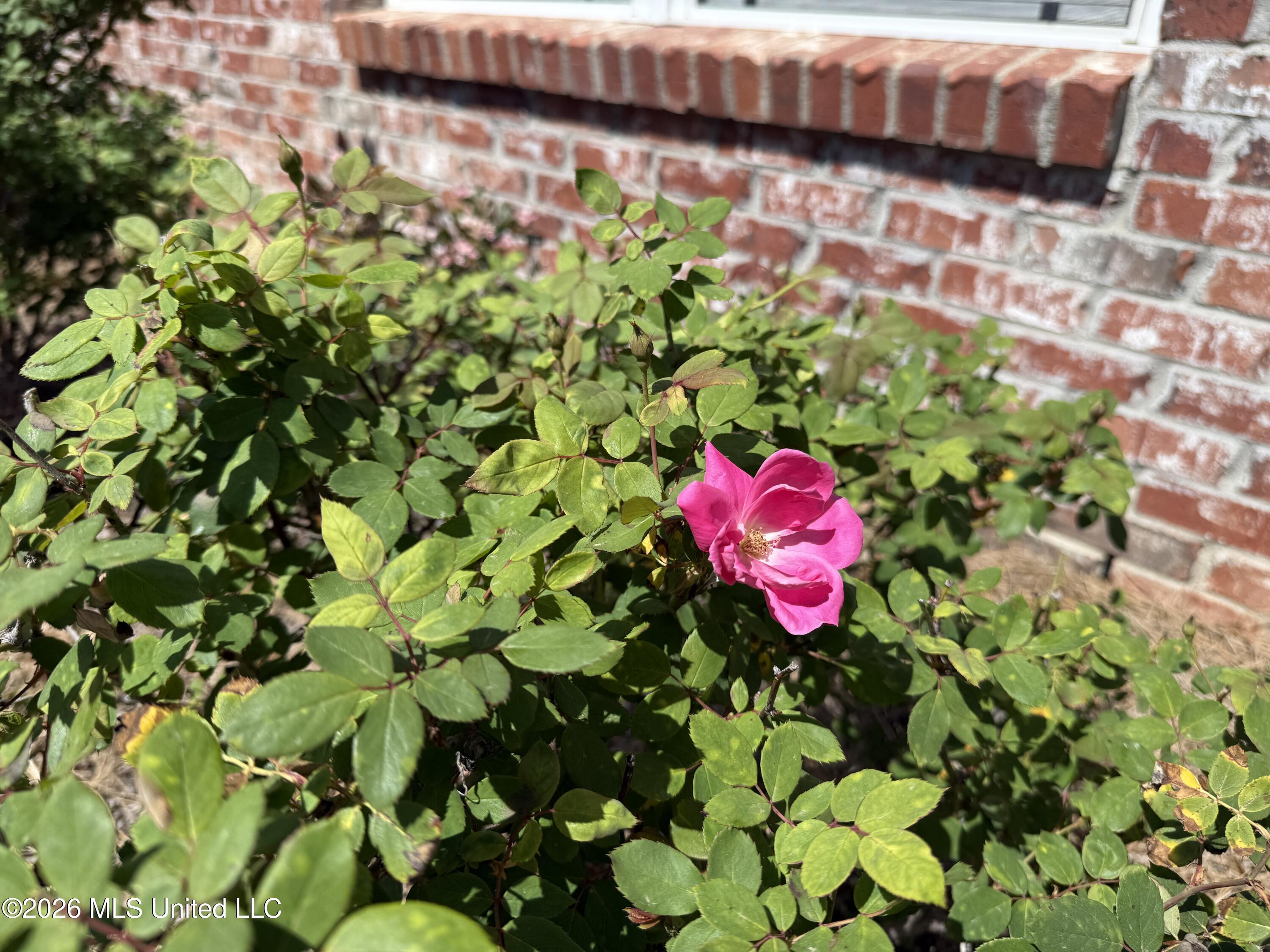 1003 Charmant Place Ridgeland, MS 39157 - Photo 48 of 52 IMG_7135