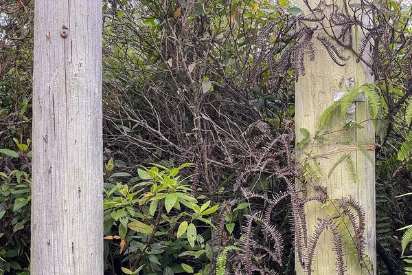 $60,500 | 4658 Road 7 (opeapea) Mountain View, Pahoa, HI 96778