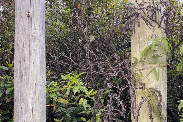 $60,500 | 4658 Road 7 (opeapea) Mountain View, Pahoa, HI 96778