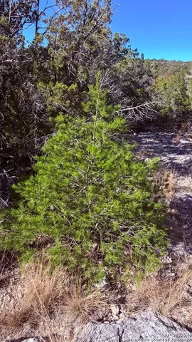 $119,000 | Tbd Hegedus Ranch Road, Rocksprings, TX 78880