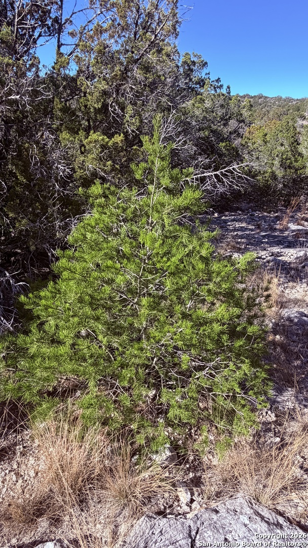 Tbd Hegedus Ranch Road Rocksprings, TX 78880 - Photo 16 of 35