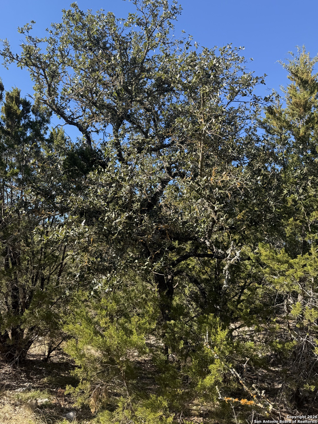 Tbd Hegedus Ranch Road Rocksprings, TX 78880 - Photo 28 of 35