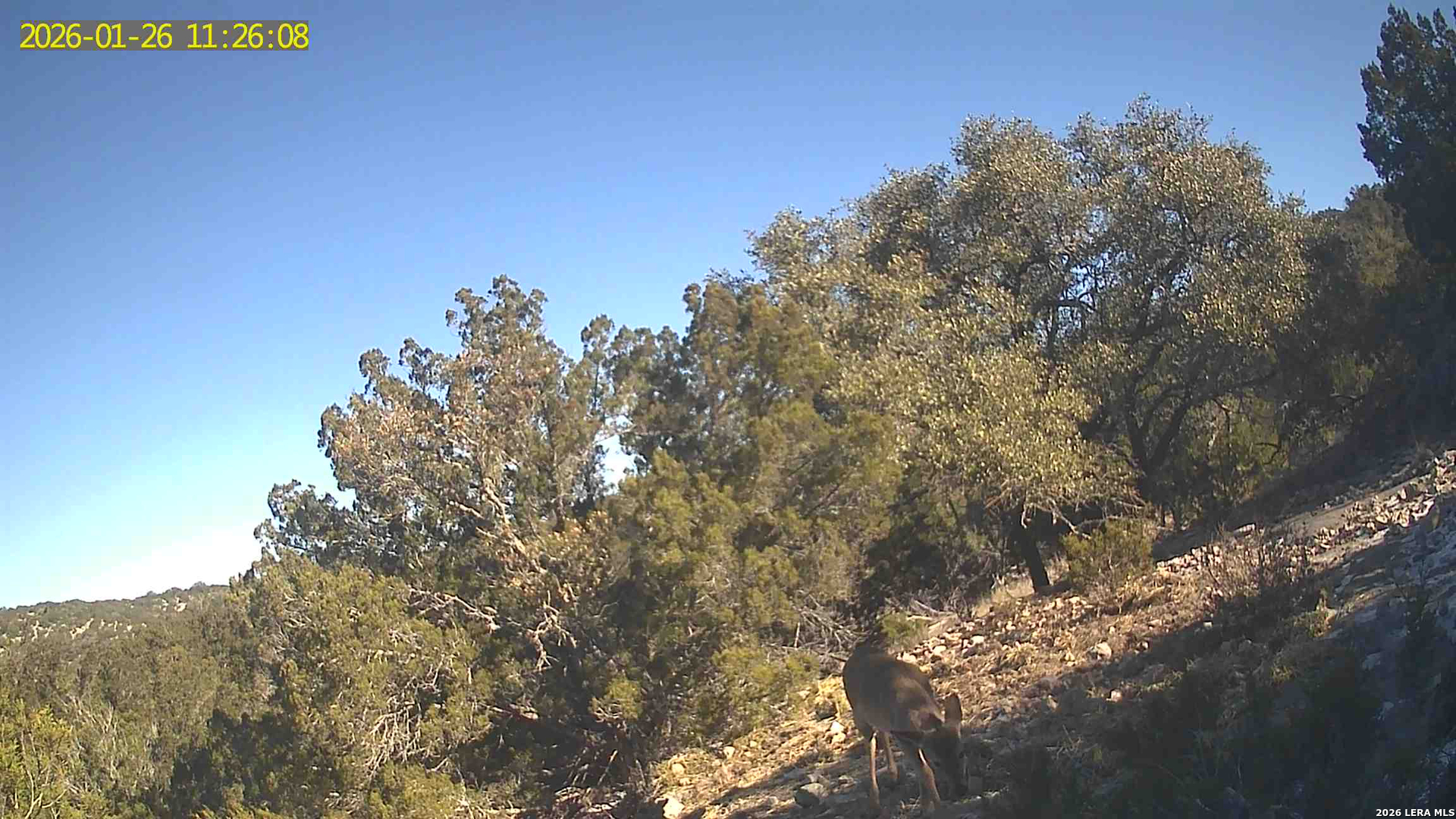 Tbd Hegedus Ranch Road Rocksprings, TX 78880 - Photo 38 of 44 a view of a tree with an tree