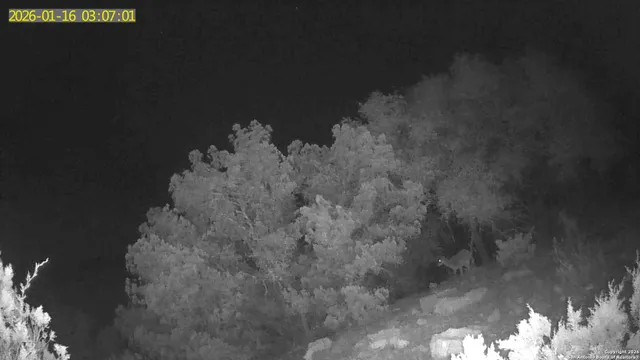 $119,000 | Tbd Hegedus Ranch Road, Rocksprings, TX 78880