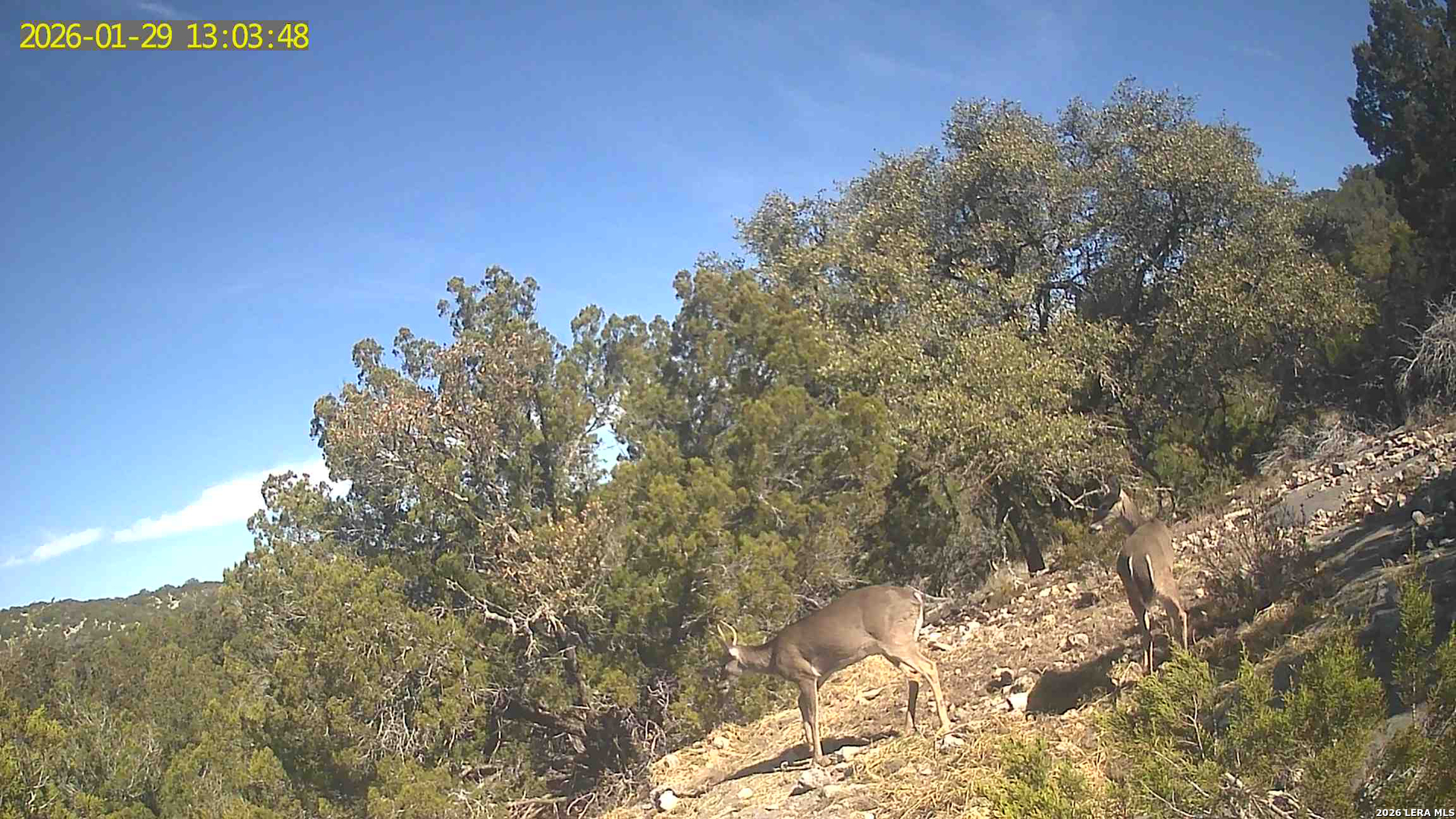 Tbd Hegedus Ranch Road Rocksprings, TX 78880 - Photo 41 of 44 a view of a tree with a yard