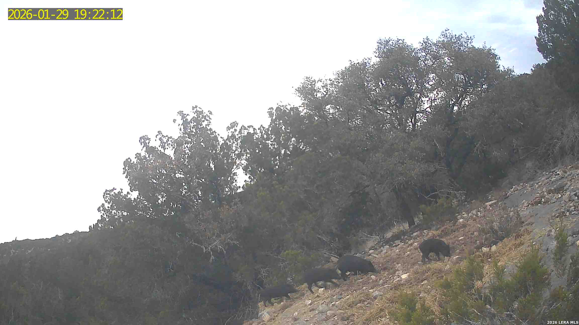 Tbd Hegedus Ranch Road Rocksprings, TX 78880 - Photo 43 of 44 a view of a forest