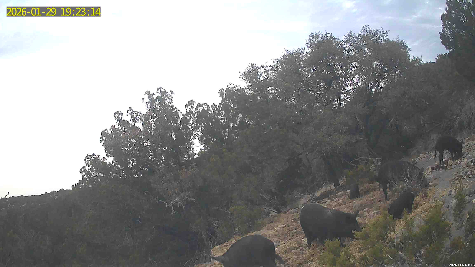 Tbd Hegedus Ranch Road Rocksprings, TX 78880 - Photo 44 of 44 a view of outdoor space and garden