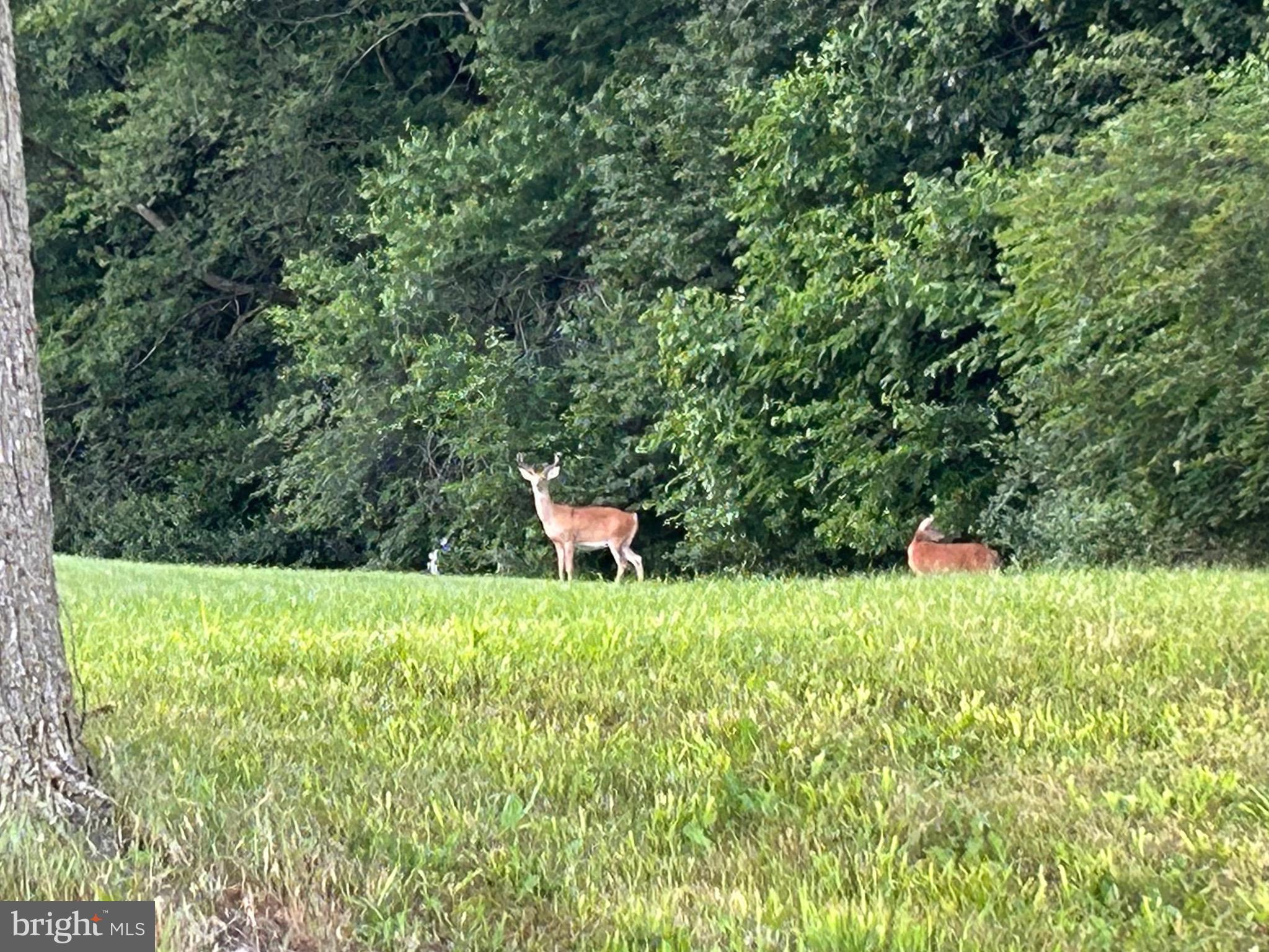 351 Dead End Road Lititz, PA 17543 - Photo 41 of 42 Enjoy watching deer in the area