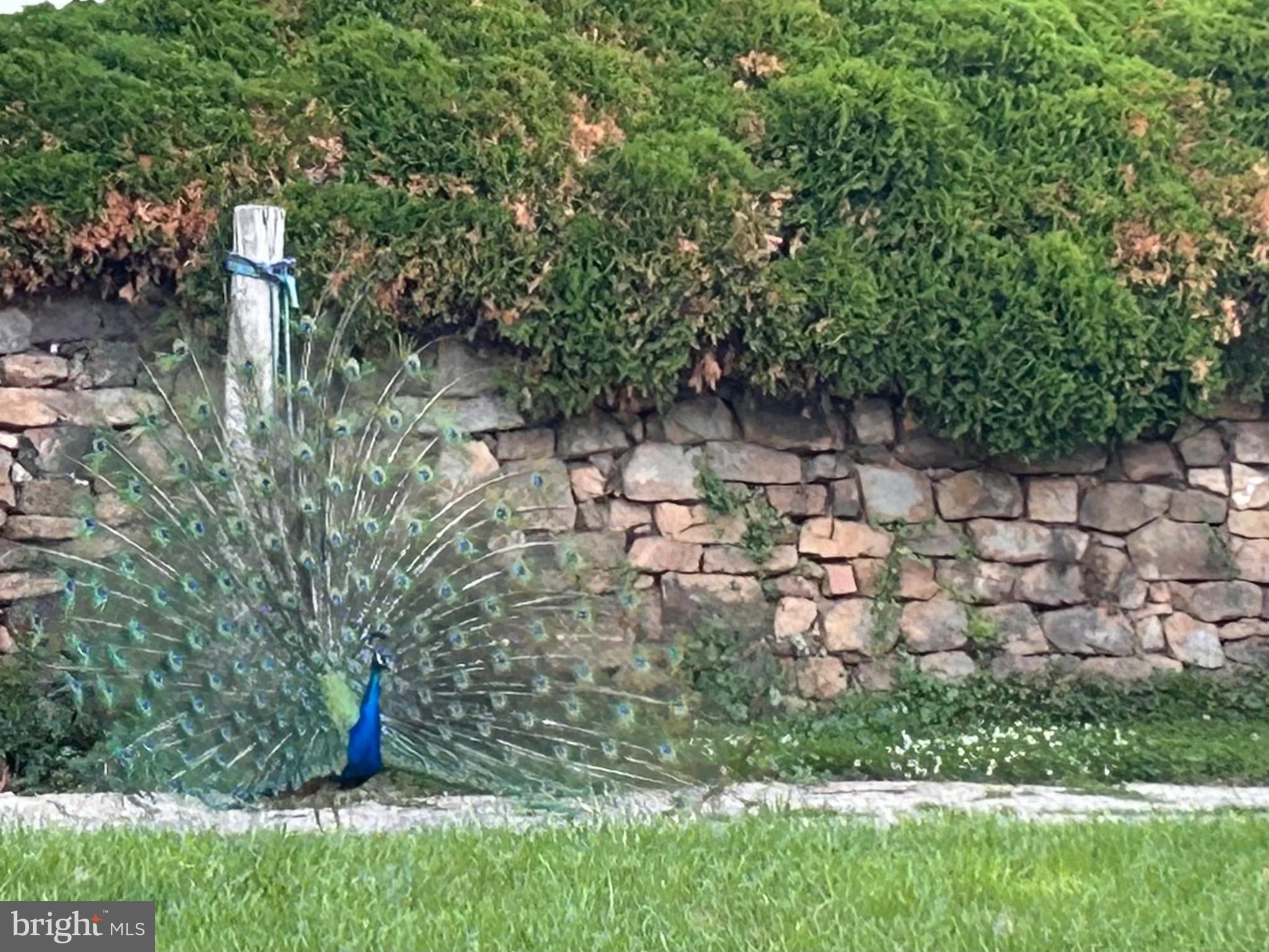 351 Dead End Road Lititz, PA 17543 - Photo 42 of 42 Neighboring peacock