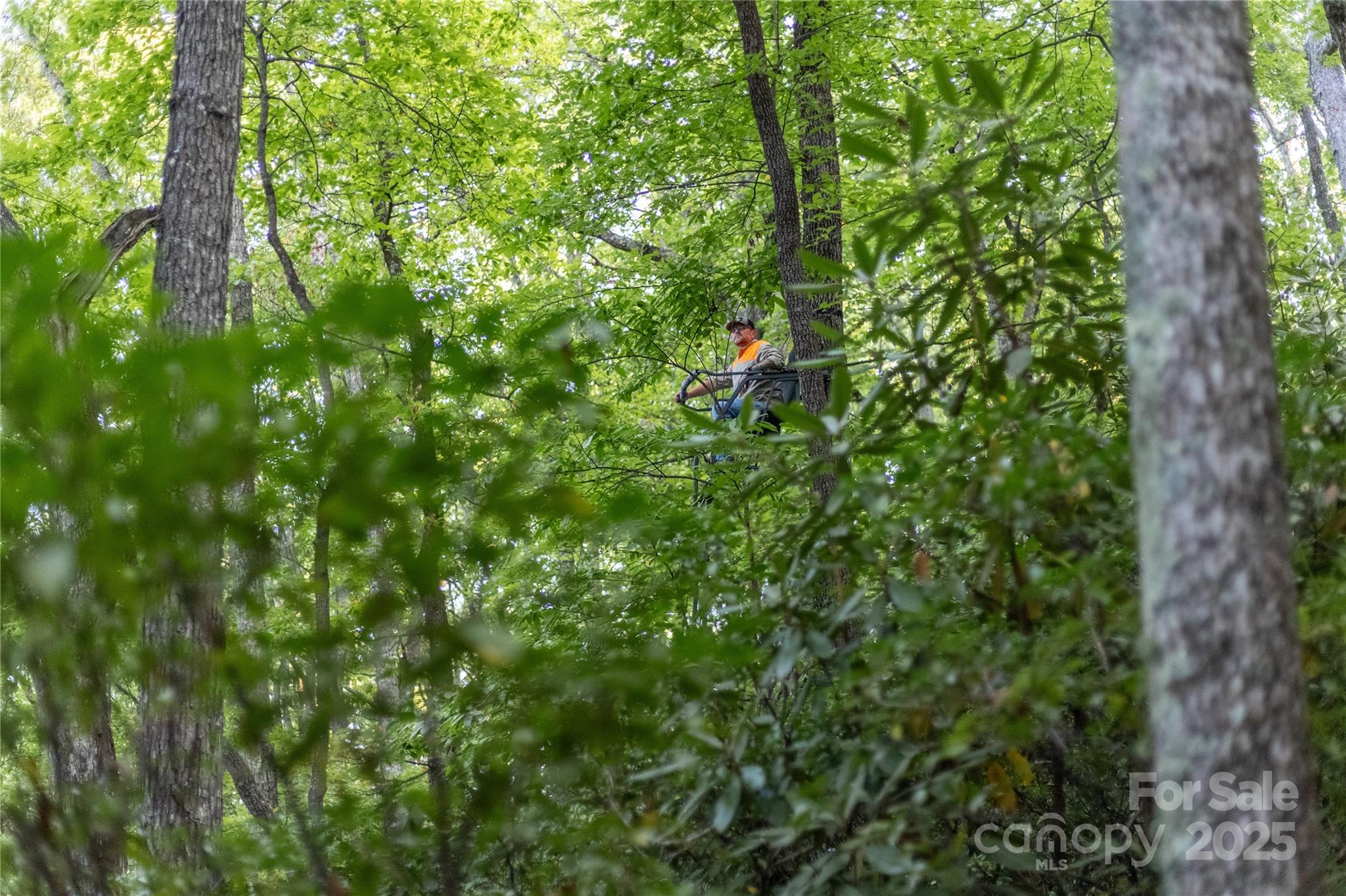 Tbd Old Clear Creek Road Hendersonville, NC 28792 - Photo 14 of 19 a view of a lush green forest