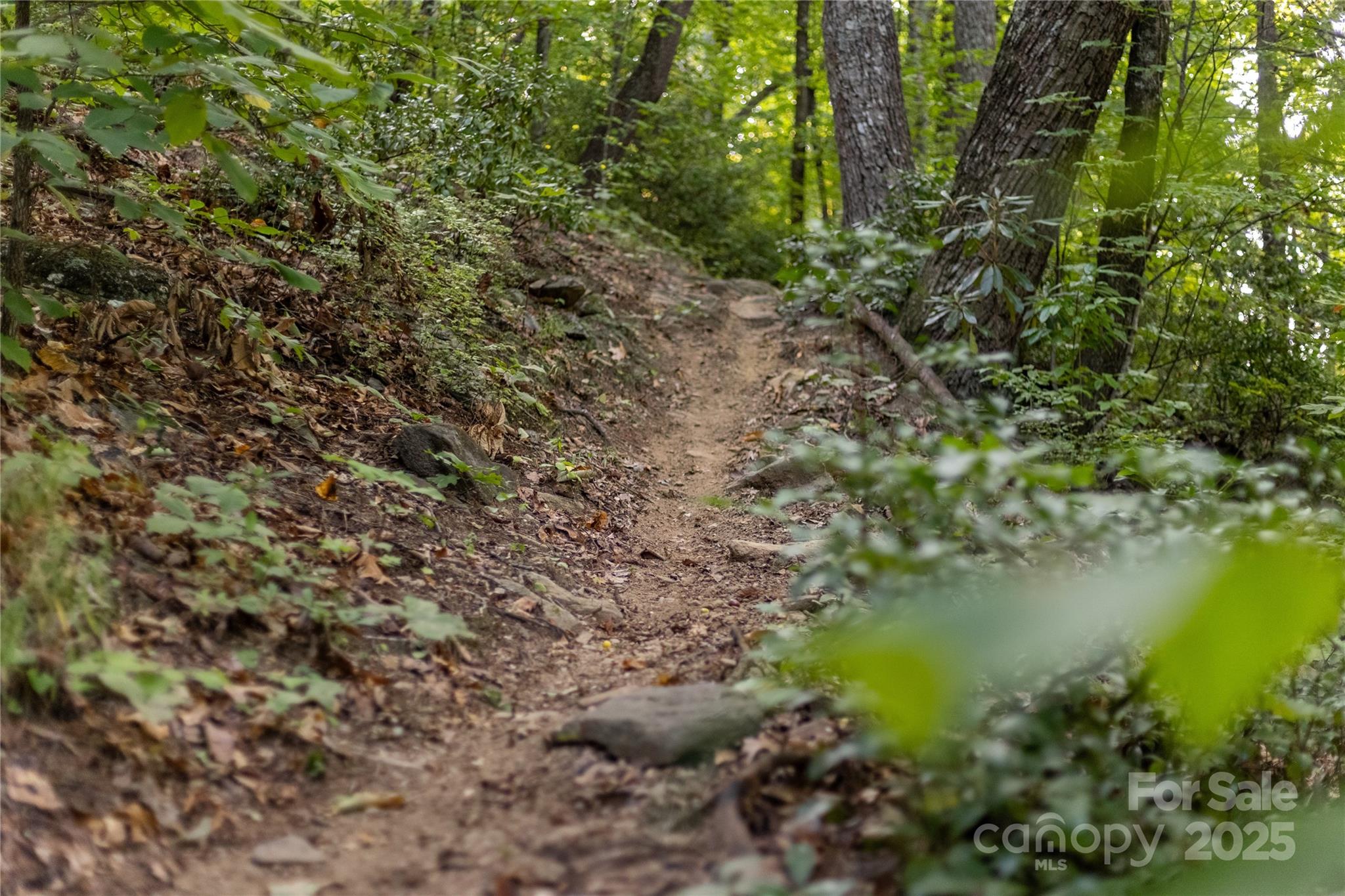 Tbd Old Clear Creek Road Hendersonville, NC 28792 - Photo 17 of 19 a view of a lake with a tree